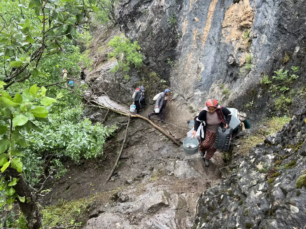 Yüksekova'da Berivanların Zorlu Yayla Mesaisi Başladı