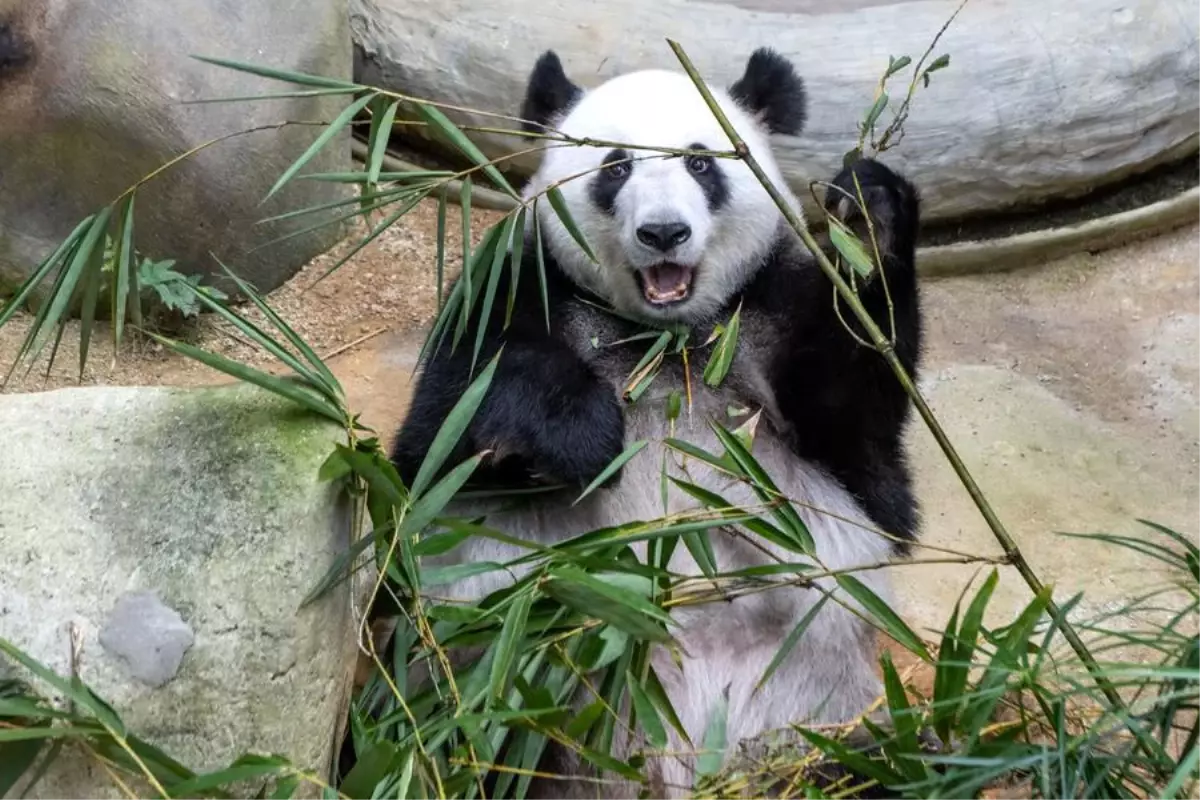 Malezya'daki Dev Panda Çiftine Veda Töreni