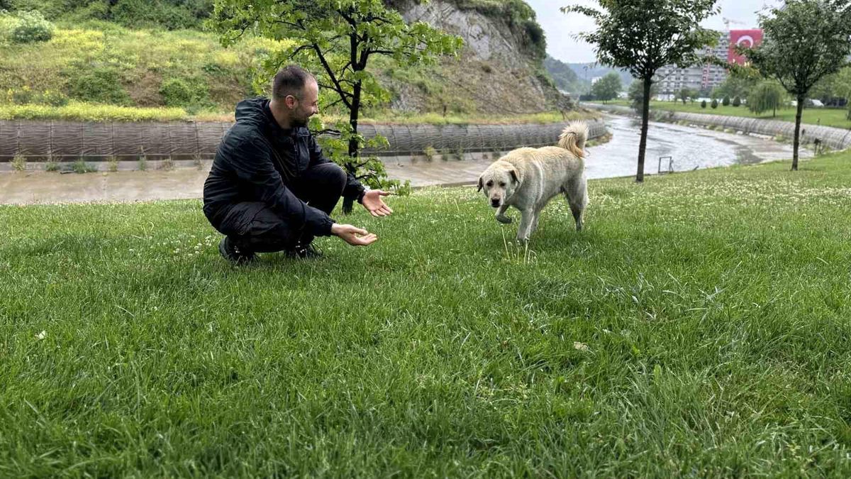 Sarıyer'de Bankada Mahsur Kalan Beyaz Köpek Alarm Kaldırdı