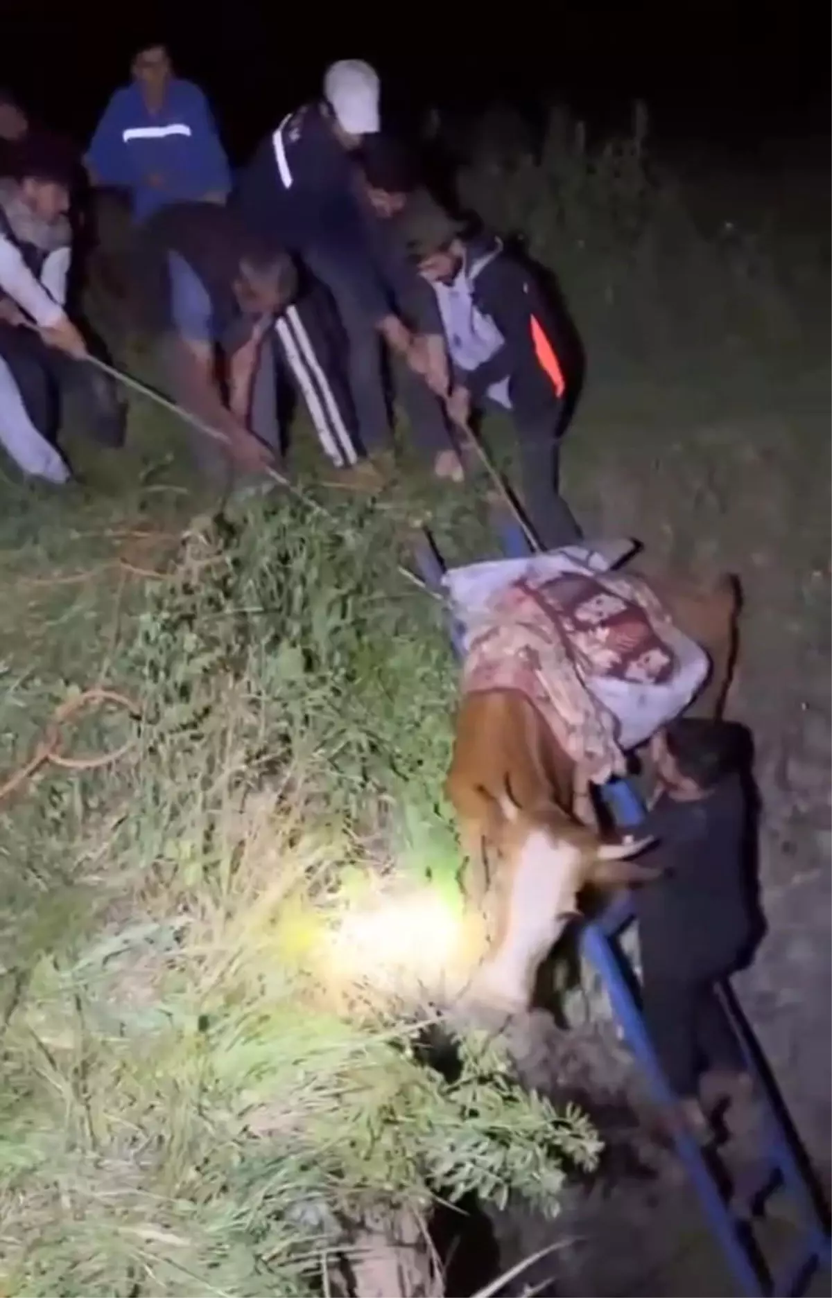 Kozluk'ta Düşen İnek Köylüler Tarafından Kurtarıldı