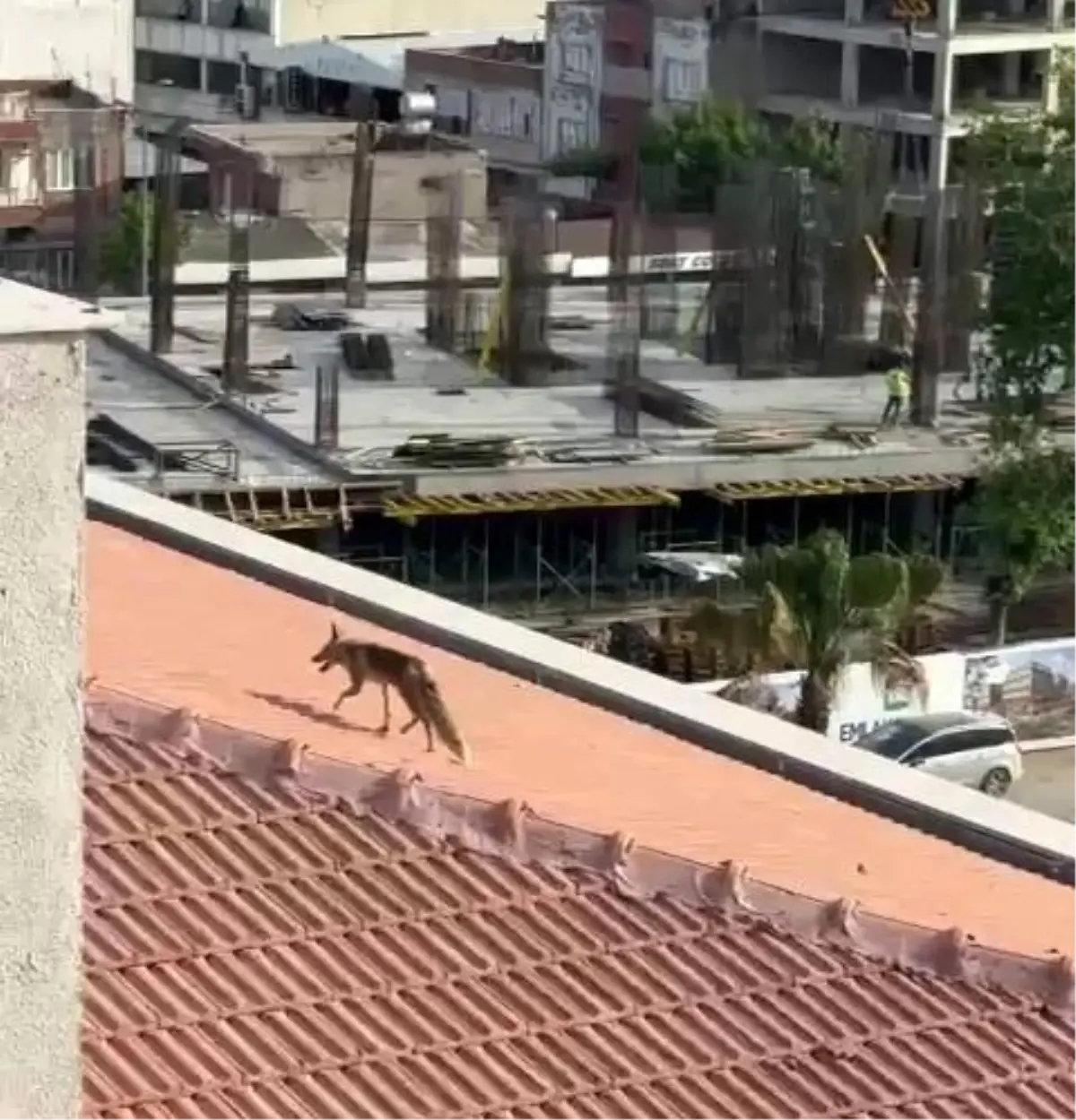 Adıyaman'da Tilki Kurtarma Operasyonu