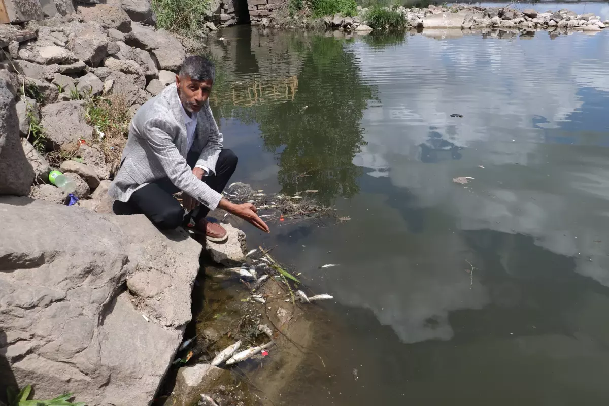 Diyarbakır'da Dicle Nehri'nde Toplu Balık Ölümleri