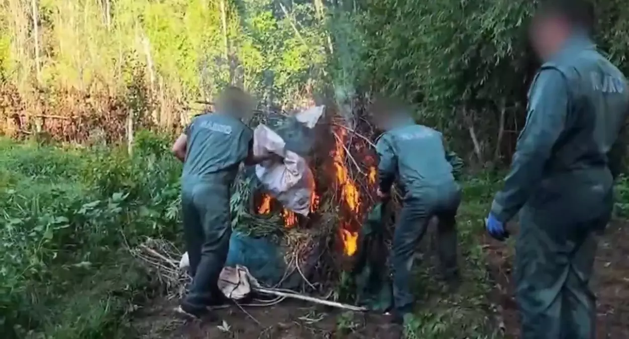 Diyarbakır'da Hevsel Bahçeleri'nde 30 Bin Kök Kenevir Ele Geçirildi