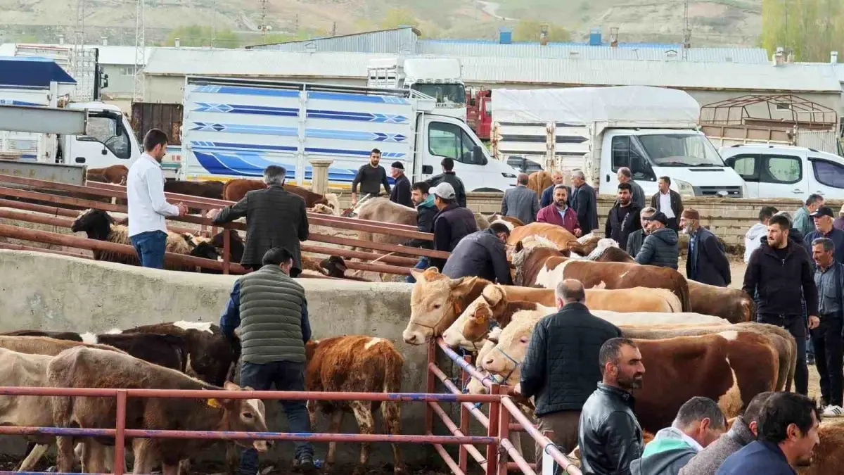 Aşkale'de Kurbanlık Hayvan Pazarı Kuruldu