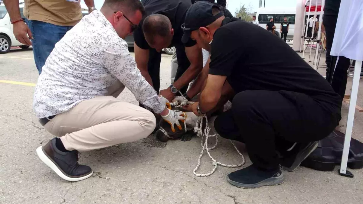 Malatya'da Pitbull Saldırısı: Bir Kadın Yaralandı
