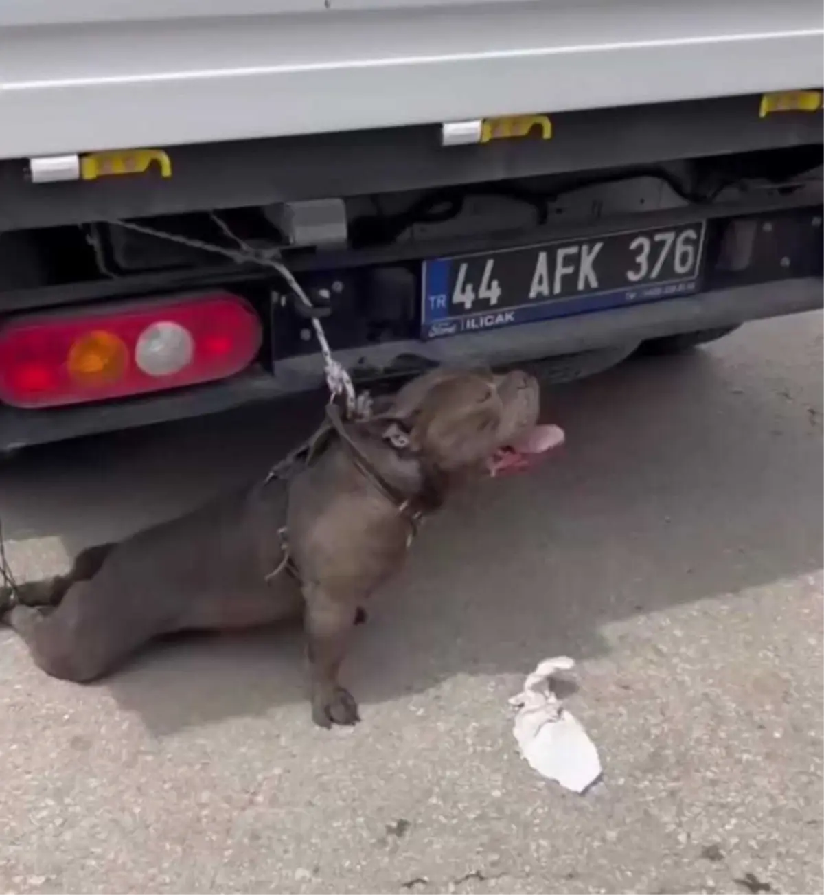 Malatya'da Pitbull Saldırısı: Bir Kadın Yaralandı