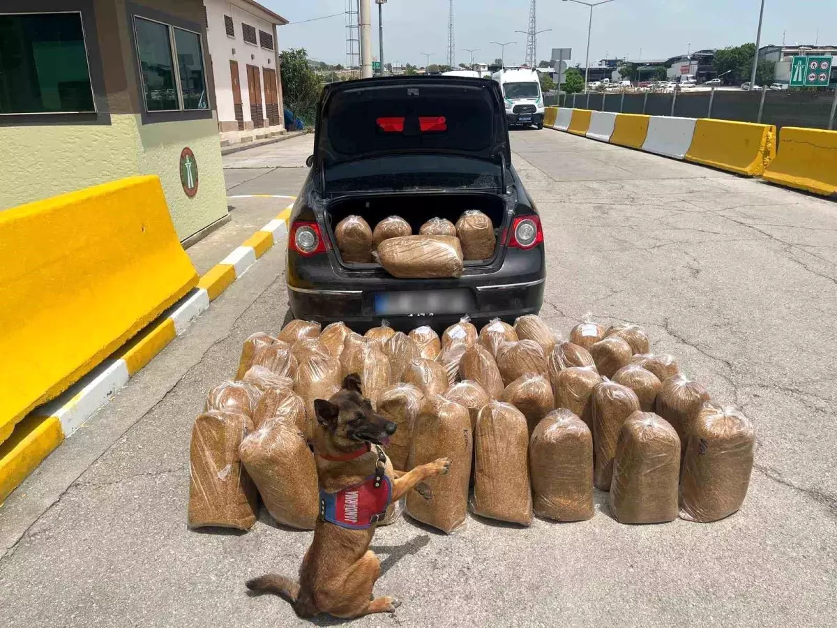 Mersin'de Gümrük Kaçağı Tütün ve Makaron Ticareti Operasyonu