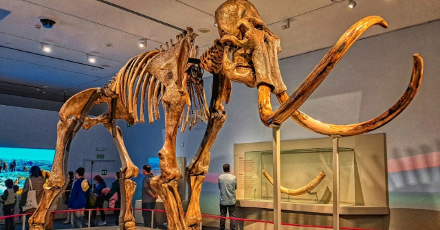 Son mamut ne zaman öldü? Mamutlar ne zaman yok oldu?