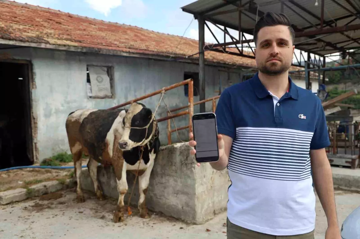 Sosyal Medya Tuzağı: Kurbanlık Tosun İçin 200 Bin TL Dolandırıldı