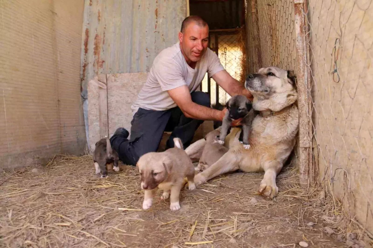 Kangal Köpekleri: Merhamet ve Sadakatin Sembolü