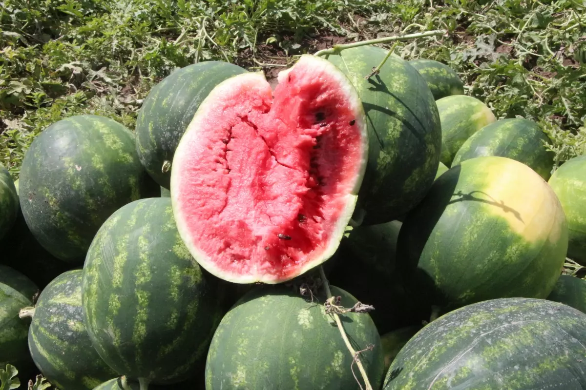 Adana'da Karpuz Hasadı Başladı, Ancak Rekolte Düşük Olacak