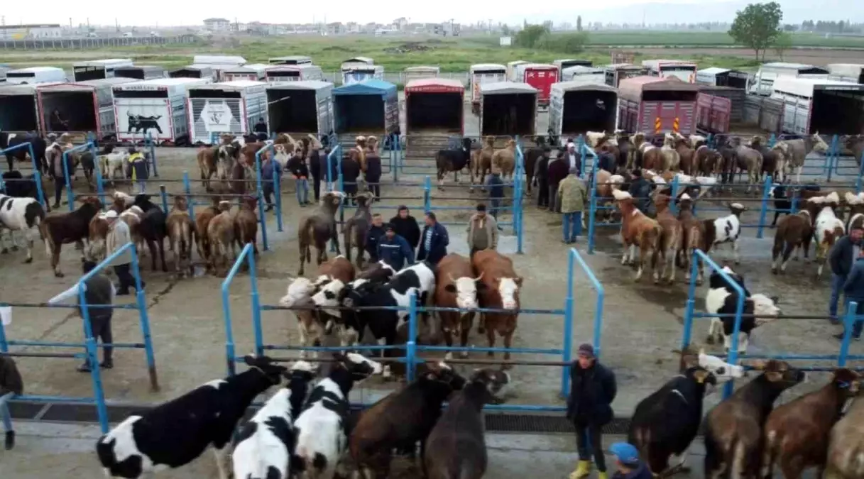 Kurban Bayramı Öncesi Afyonkarahisar'da Kurbanlık Hayvan Satışları Hareketlendi