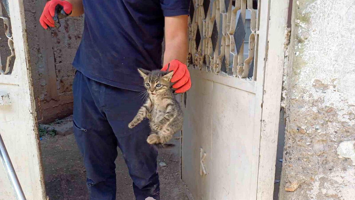 Adana'da Yavru Kedi İtfaiye Ekipleri Tarafından Kurtarıldı