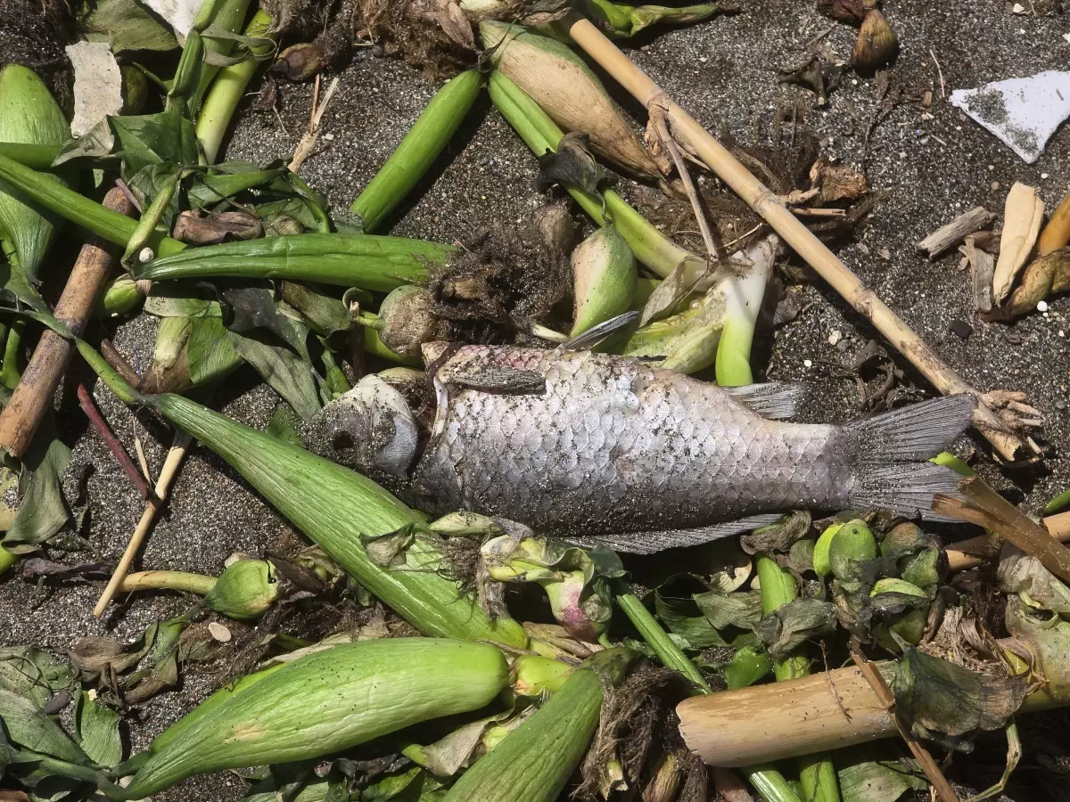 Asi Nehri'nde Balık Ölümleri: Kirlilik ve İklim Değişikliği Etkili