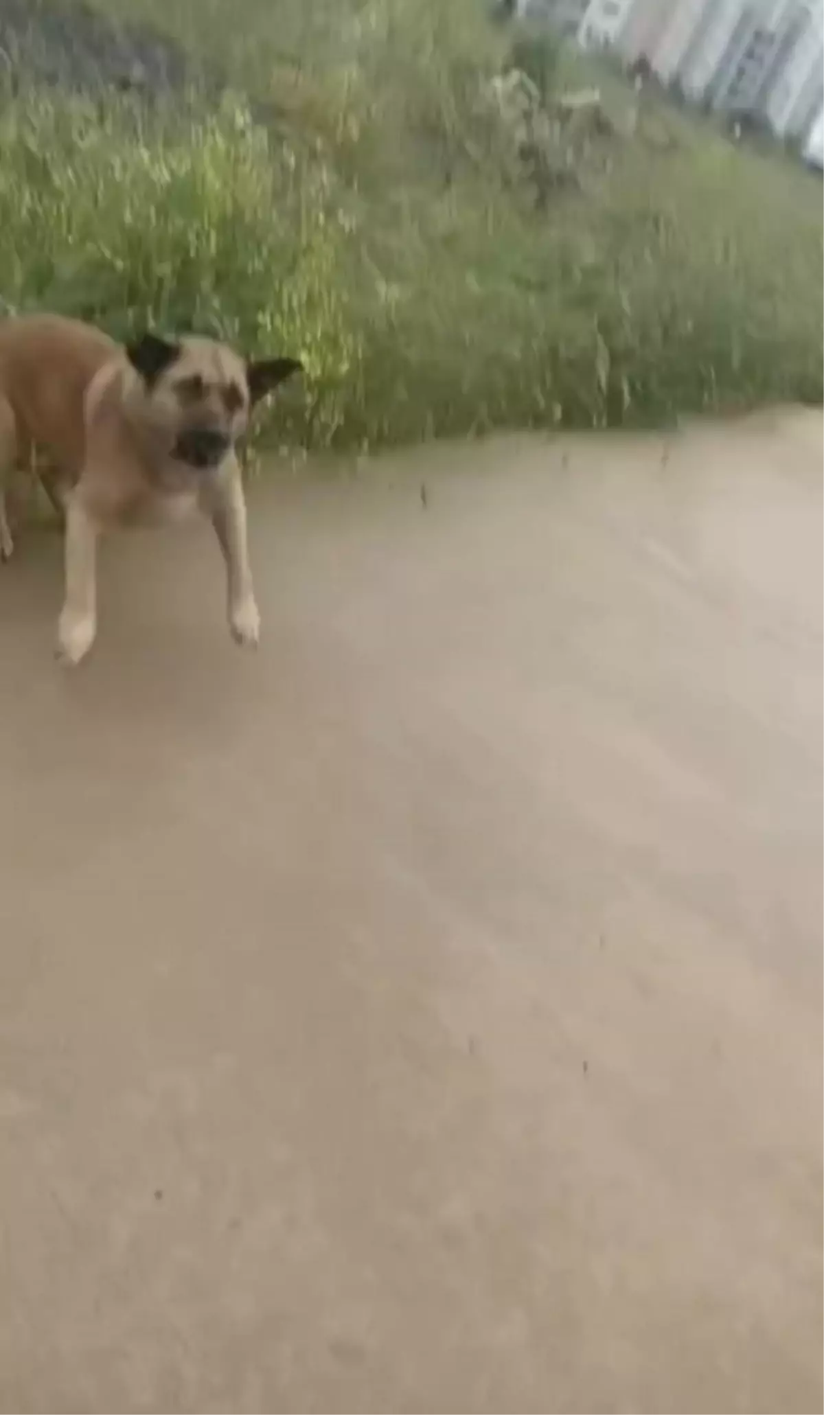 Avcılar'da Sokak Köpeklerinin Saldırısına Uğrayan Genç Kız Kıl Payı Kurtuldu