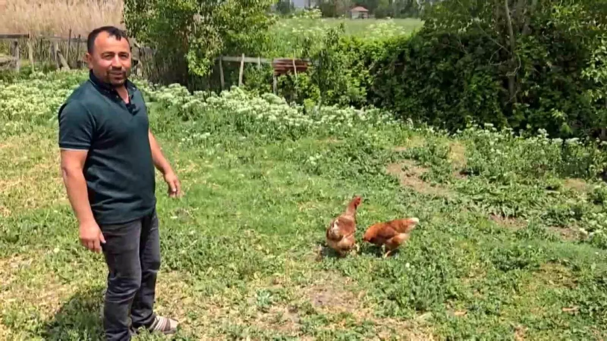 Amasya'da Bahçesinde Tilkiyle Karşılaşan Vatandaşın Eğlenceli Diyaloğu