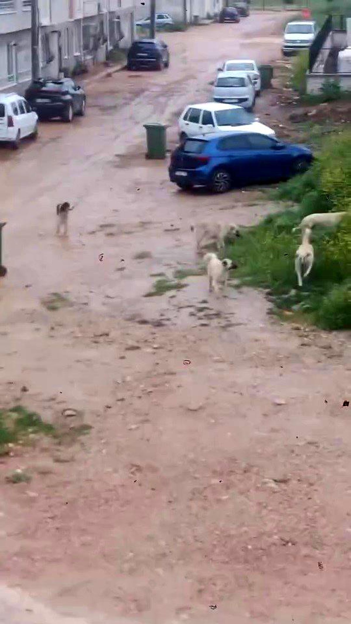 İnegöl'de Başlı Başına Korku: Çocuğa Saldıran Köpek Sürüsü