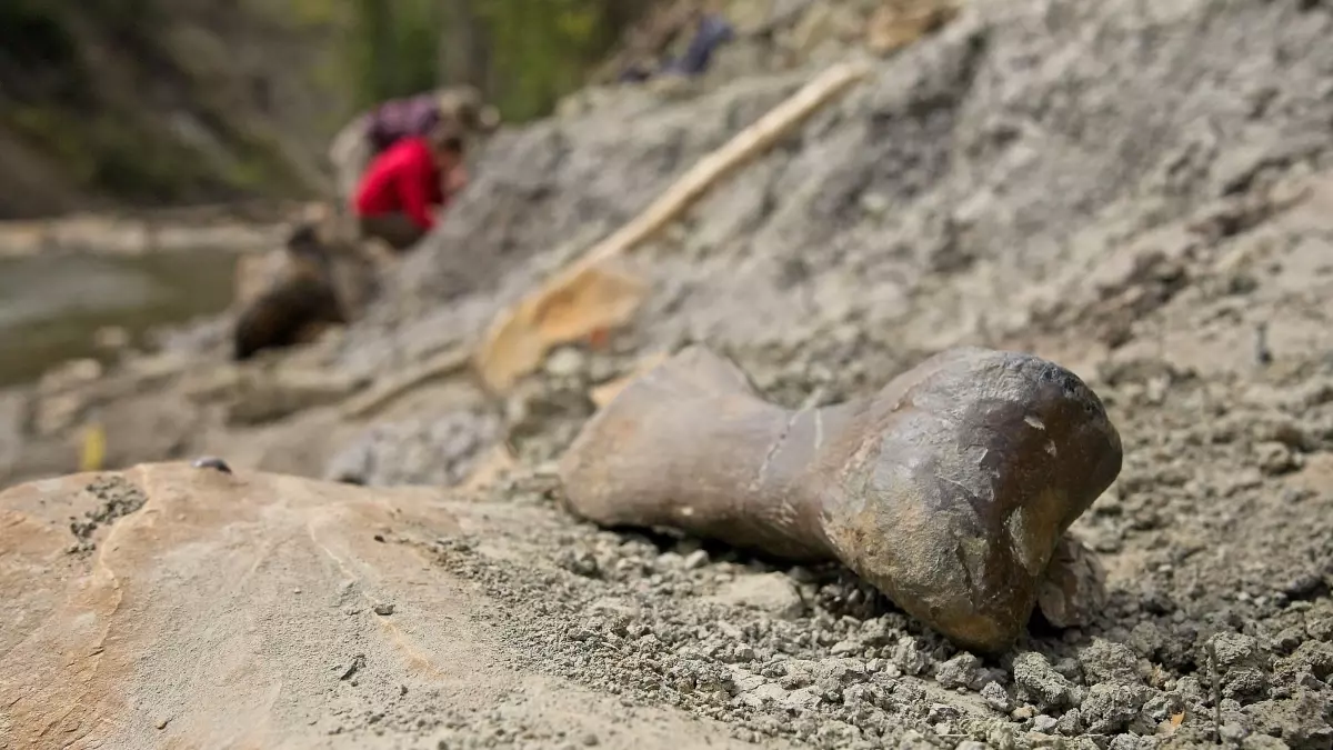 Kanada'da binlerce dinozorun gömüldüğü mezar bize ne anlatıyor?