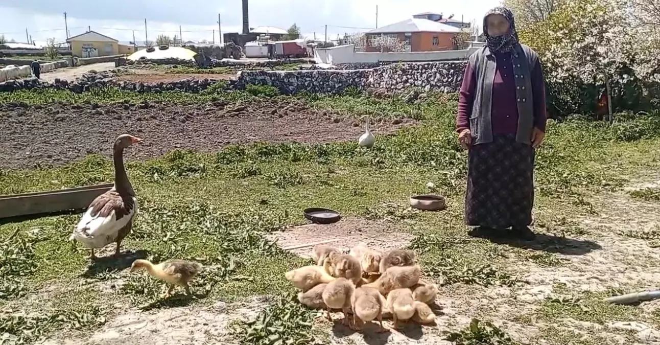 Kars Kazı, Altınla Yarışıyor
