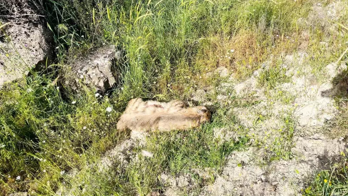 Adıyaman'da Çizgili Sırtlan Otomobil Çarpması Sonucu Telef Oldu
