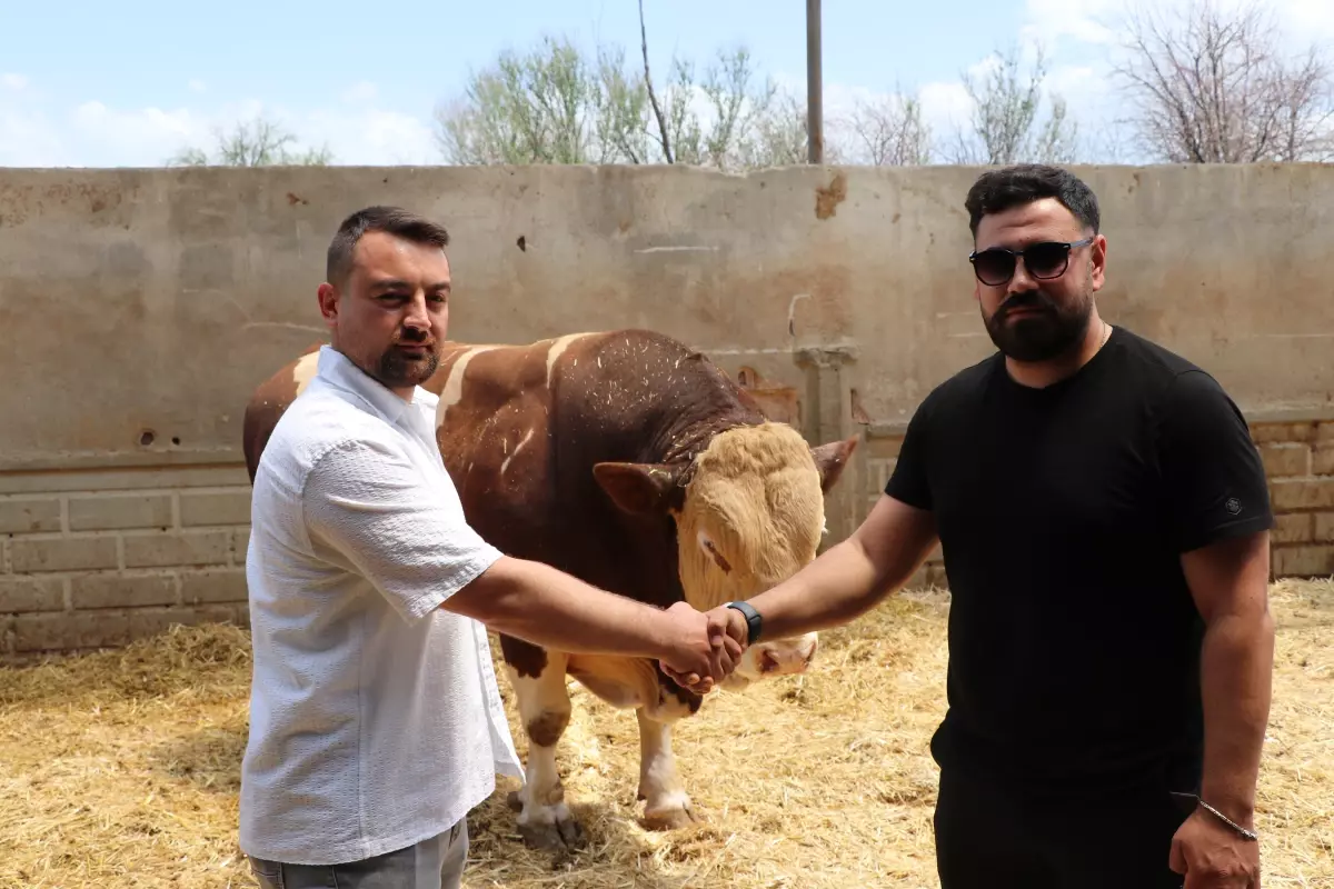 Kayseri'de 'Poyraz' Boğası 540 Bin TL'ye Satıldı