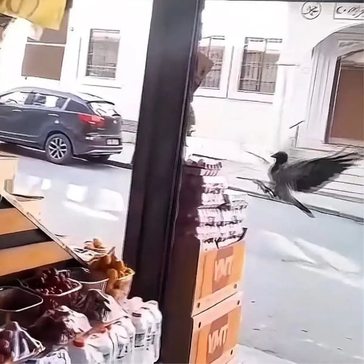 Karga Marketten Yumurtayı Çaldı