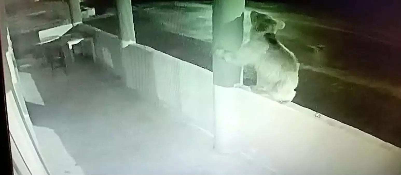 Bayburt'ta Yavru Ayı Alabalık Lokantasına Dadandı