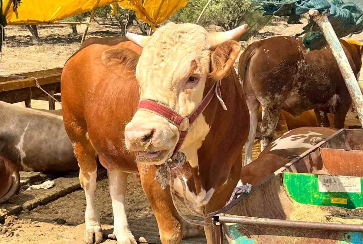 Aliağa'da Kurban Kesim Fiyatları Açıklandı