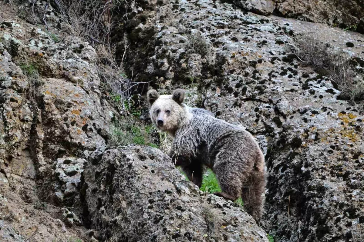 Tunceli'de Ayı Saldırısına Uğrayan Vatandaş Köpekler Sayesinde Kurtuldu
