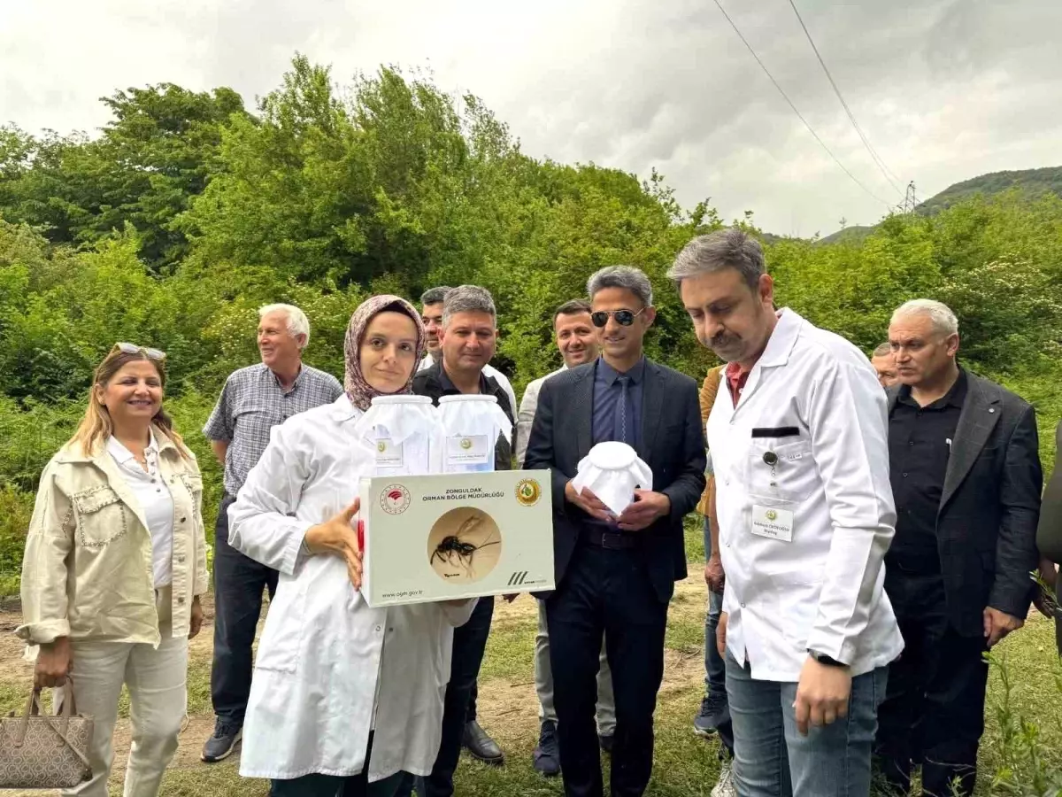 Zonguldak'ta Kestane Gal Arısına Karşı Biyolojik Mücadele Başlatıldı