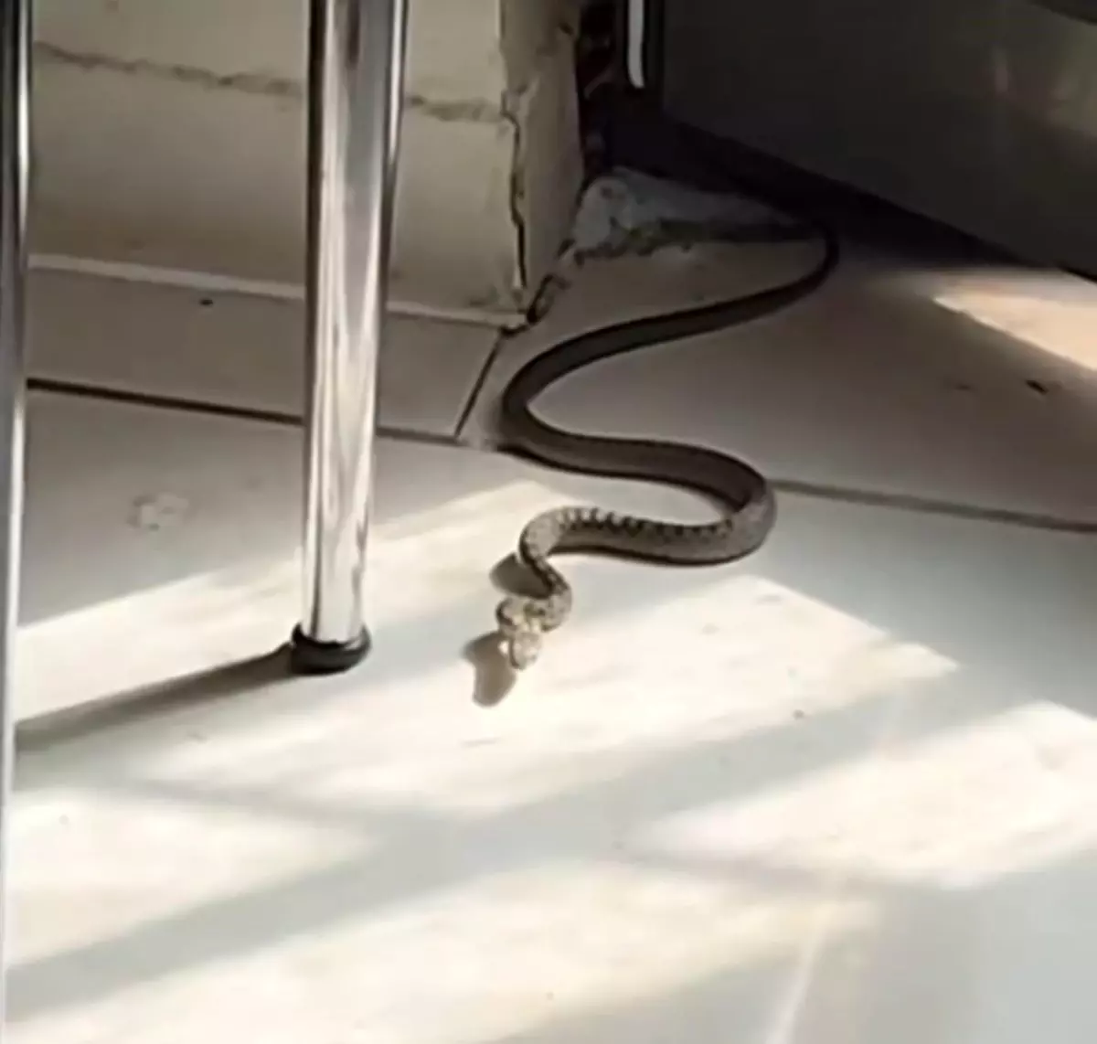 Kedi Yılanı Görünce Zıplayarak Miyavladı