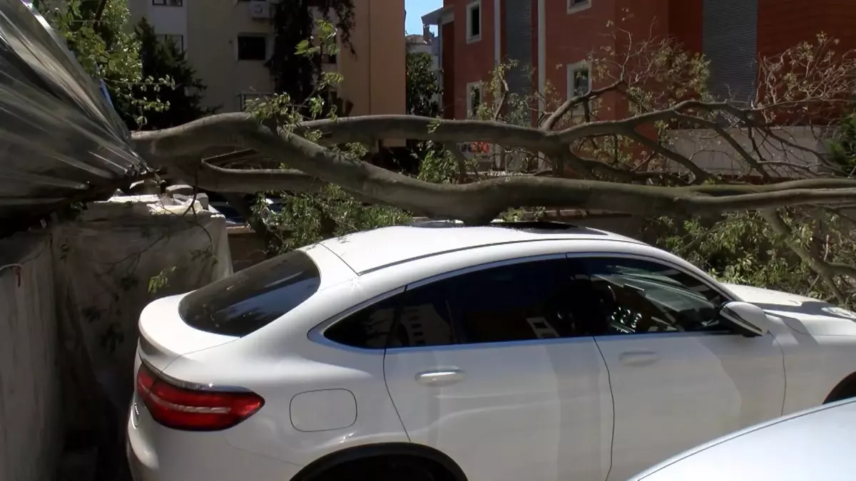 Kadıköy'de İnşaat Alanındaki Ağaç, Park Halindeki Otomobilin Üzerine Devrildi