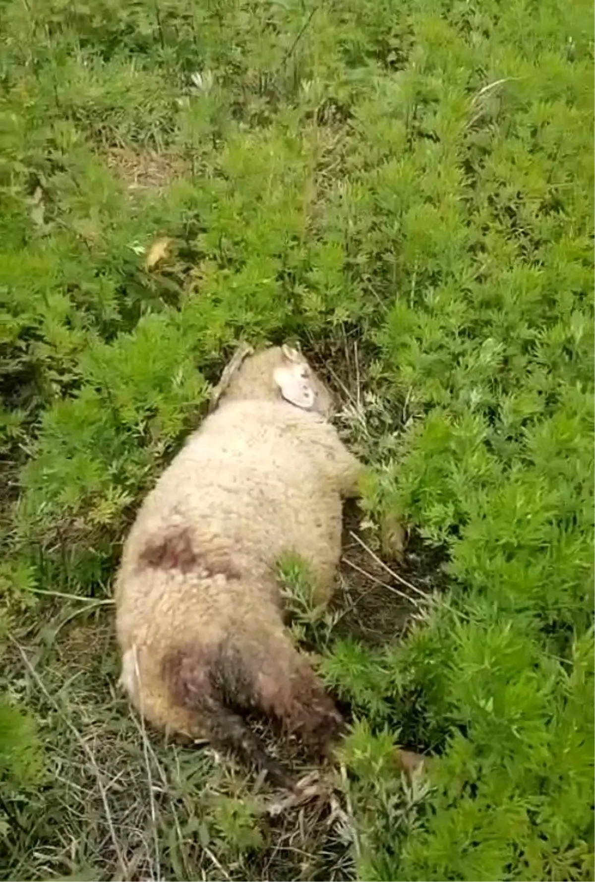 Türkeli'de Köpek Saldırısı: İki Küçükbaş Hayvan Telef Oldu