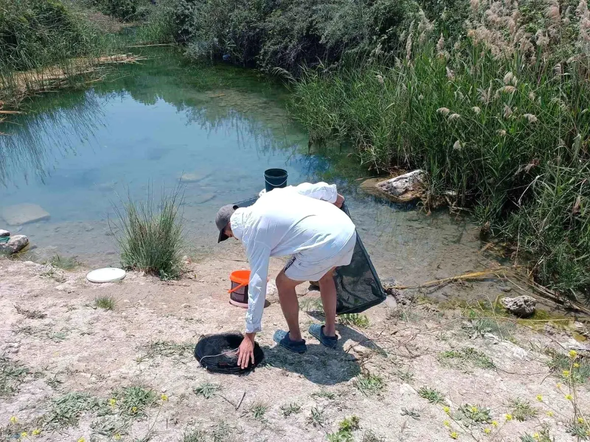Eskişehir'de Tarihi Hamamda Kaçak Süs Balığı Avcıları Suçüstü Yakalandı
