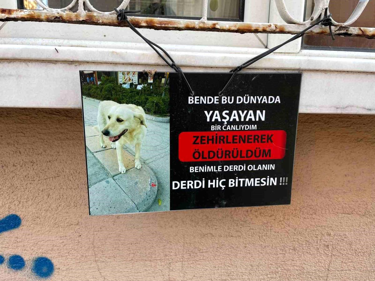 Eskişehir'de Sokak Hayvanları İçin Duygusal Tabela