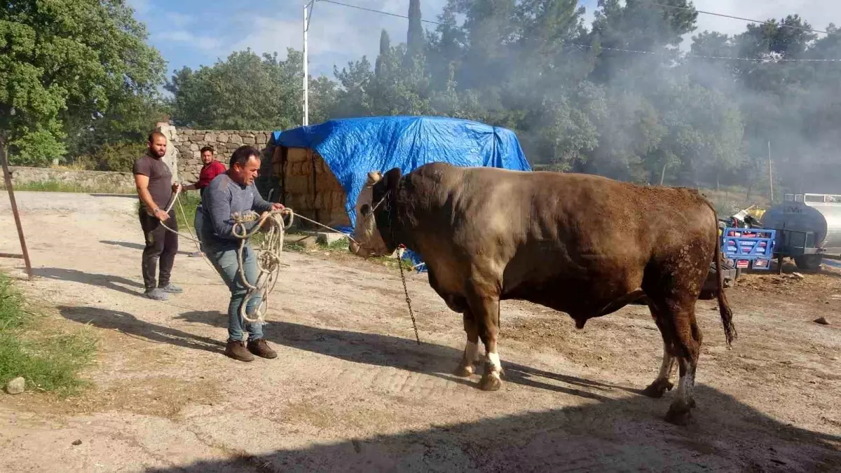 Kurban Bayramı Öncesi Çanakkale'de 450 Bin TL'lik Dev Boğa Satışa Çıkarıldı