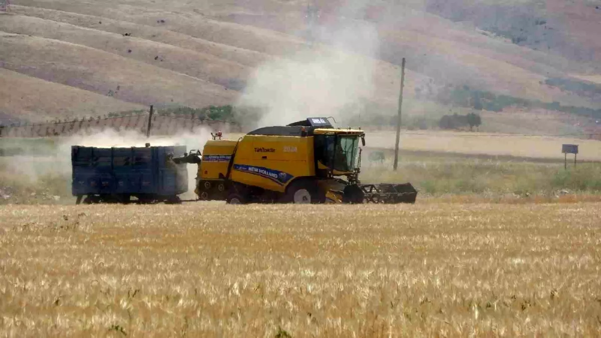 Adıyaman'da Hububat Hasadı Başladı, Rekolte Düşüklüğü Bekleniyor