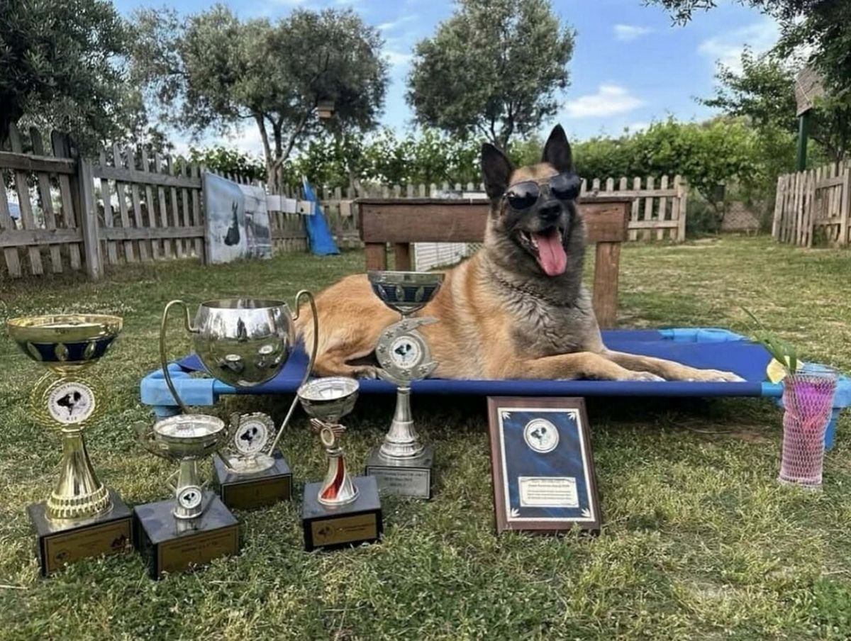 Kahraman Köpek Bob, Son Yolculuğuna Uğurlandı
