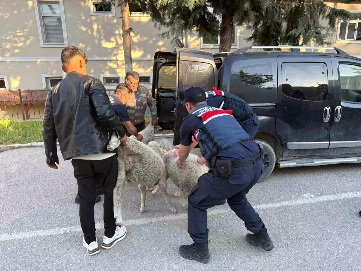Polatlı'da Koyun Hırsızlığına Gözaltı