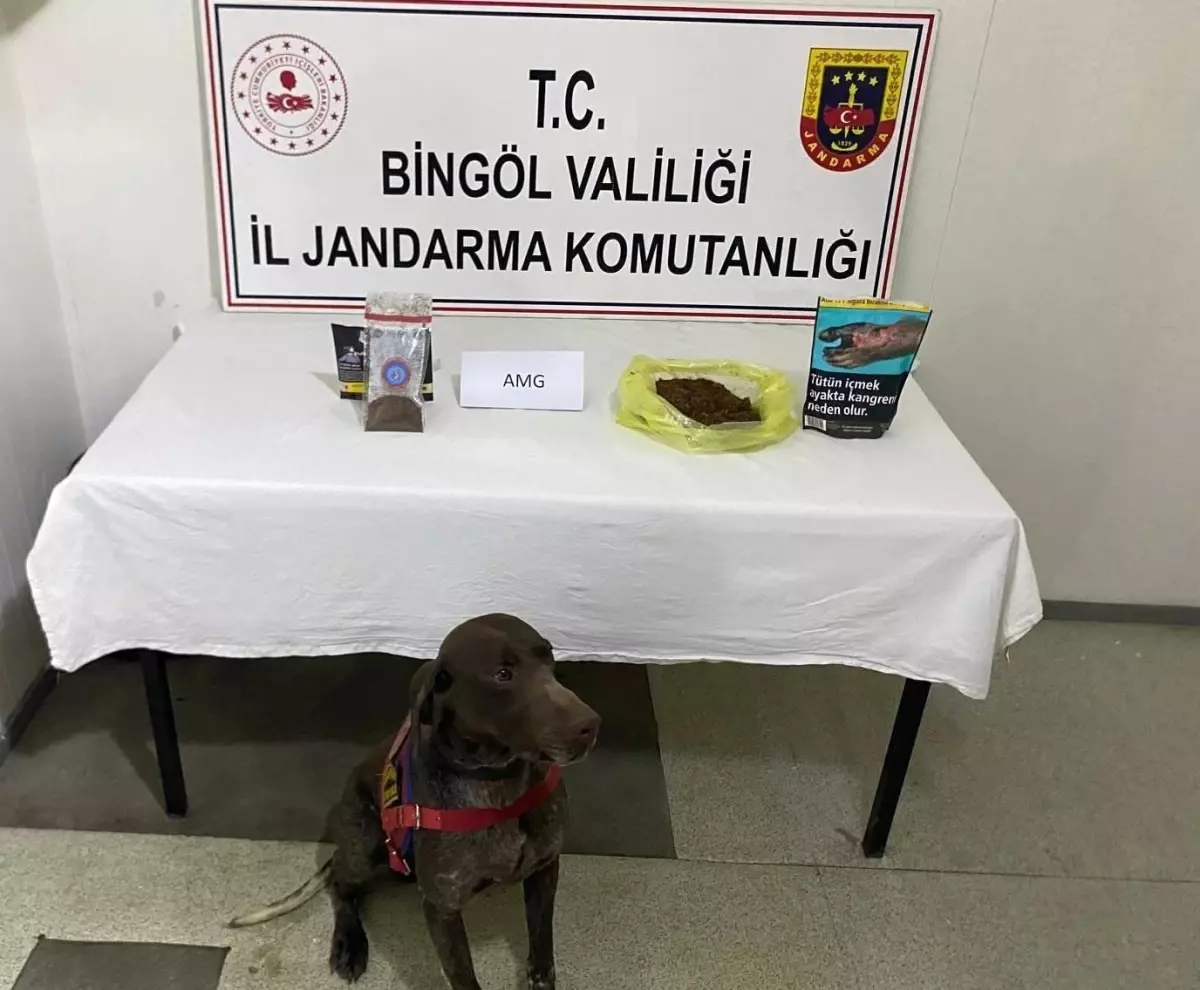 Bingöl'de Yolcu Otobüsünde Bonzai Ele Geçirildi