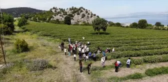 Burdur'da Gül Hasadı ve Ekoturizm Dalgası