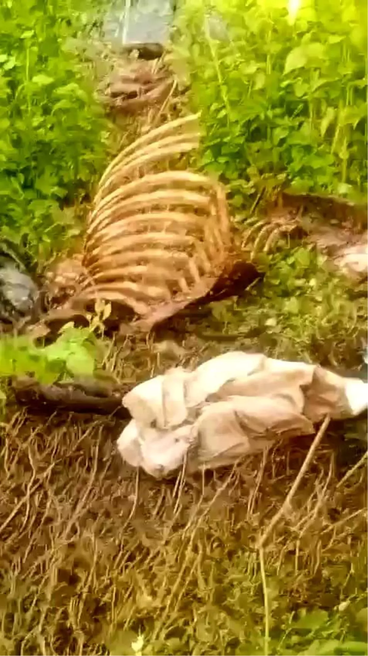 Sakarya'da Dere Kenarında Tek Tırnaklı Hayvan Kemikleri Bulundu