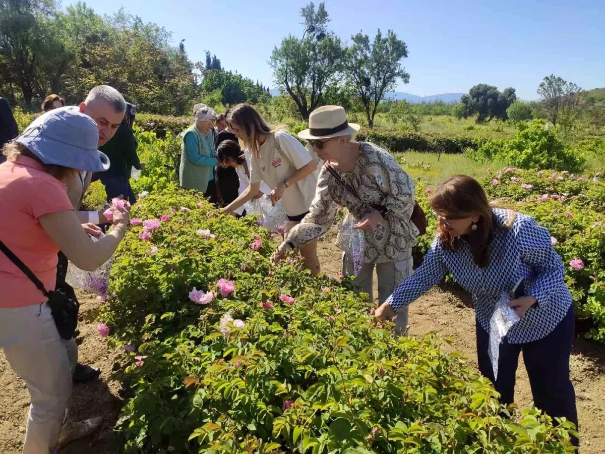 Isparta'da Gül Hasadı Sezonu Başladı: Rekolte Düşüşü ve Gül Turizmi
