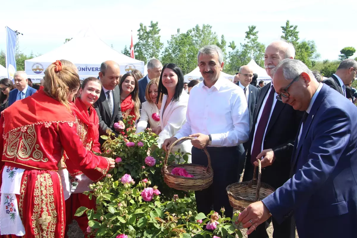 Edirne gülü, törenle hasat edildi