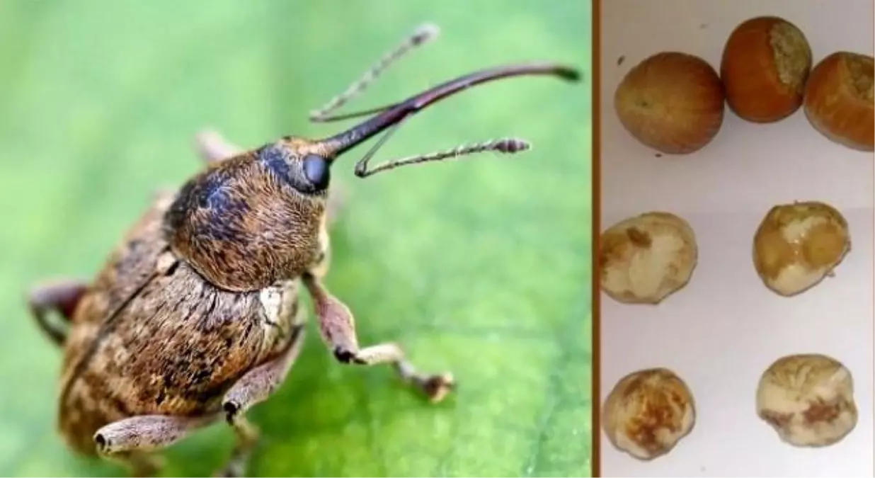 Fındık Kurdu ile Mücadele Zamanı Geldi
