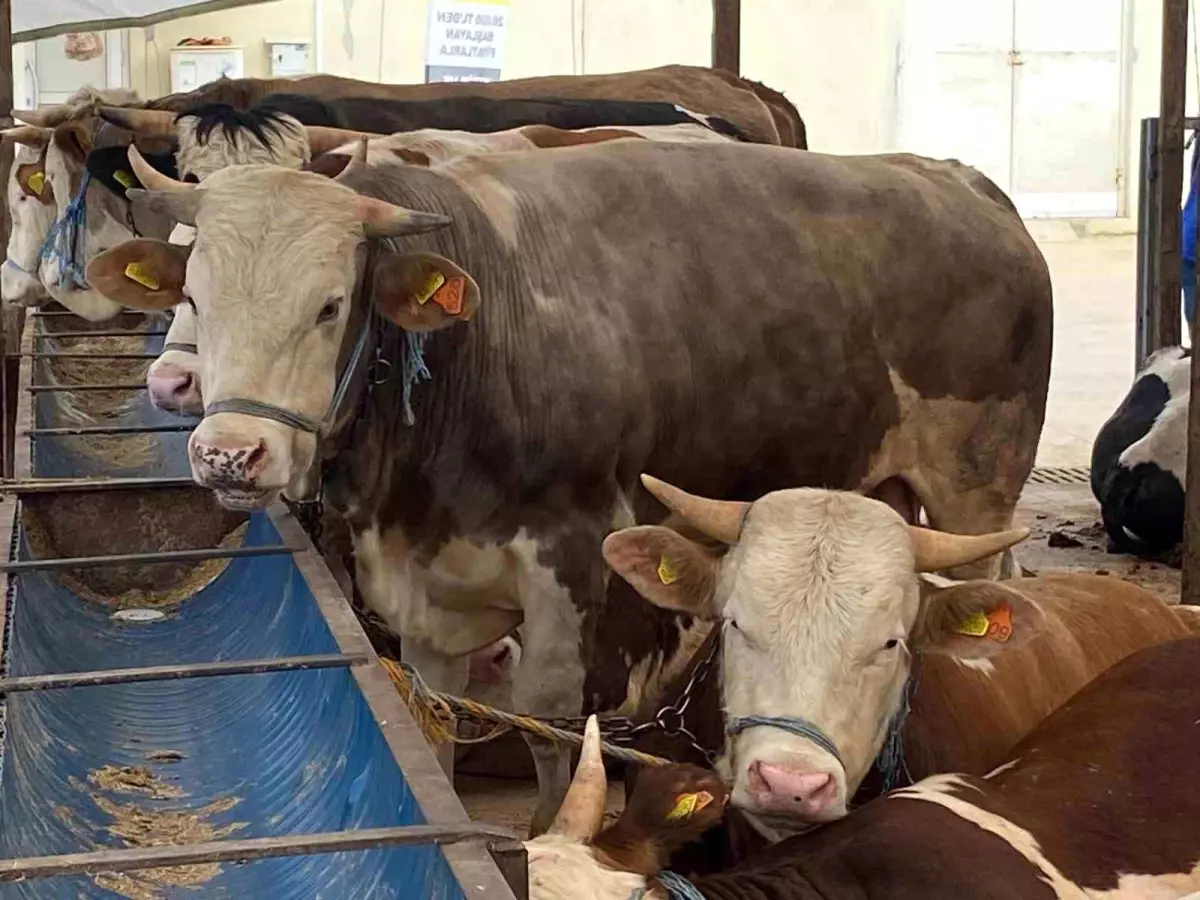 Kocaeli'de Kurban Pazarı Denetimleri Sıkı Tutuluyor