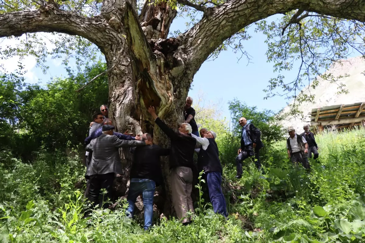 350 Yıllık İmam Ağacı Hala Meyve Vermeye Devam Ediyor