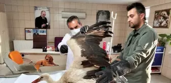 Kaman'da Bulunan Leylek Tedavi Altına Alındı