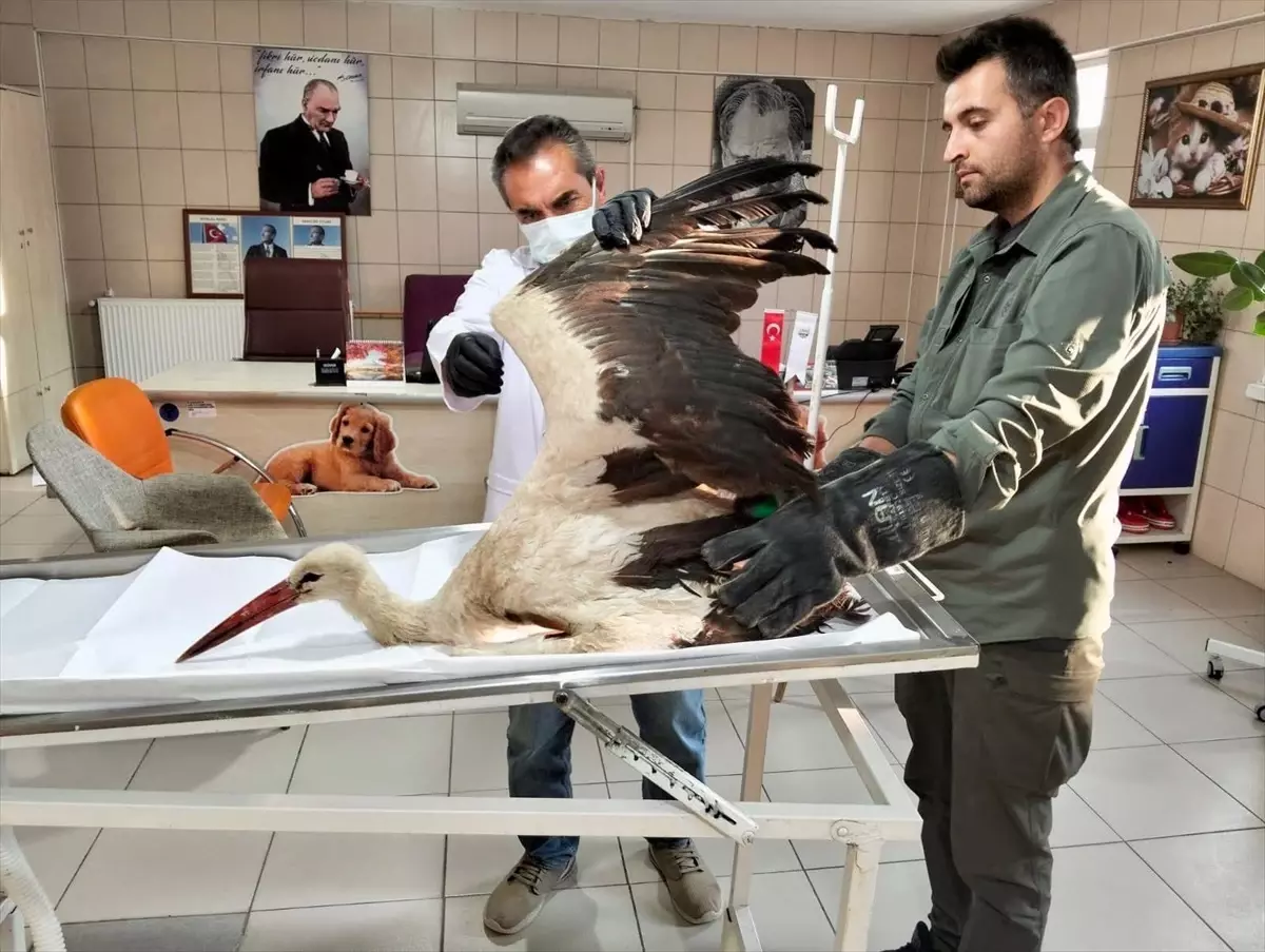 Kaman'da Bulunan Leylek Tedavi Altına Alındı