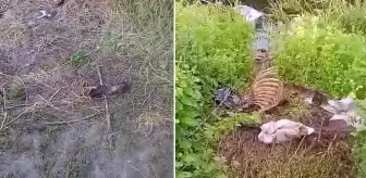 Sakarya'da dere kenarında tek tırnaklı hayvan kemikleri bulundu